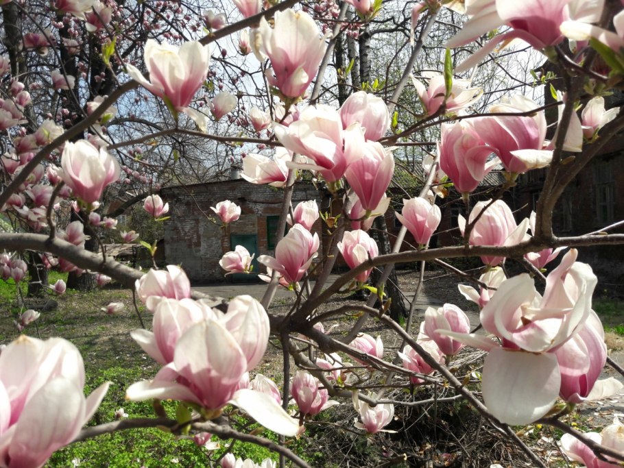 Магнолия махровая белая