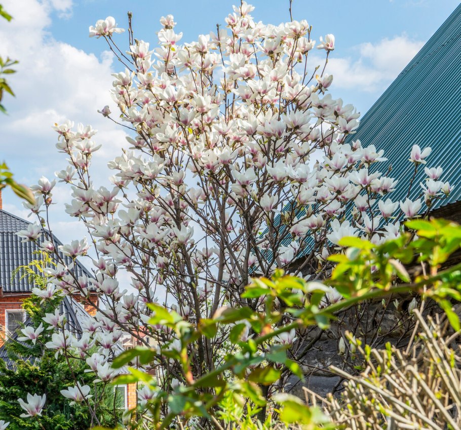 Магнолия цветет в Краснодаре
