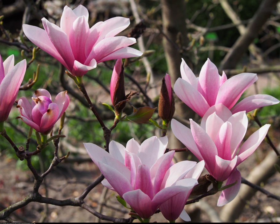 Цветочный магазин Магнолия