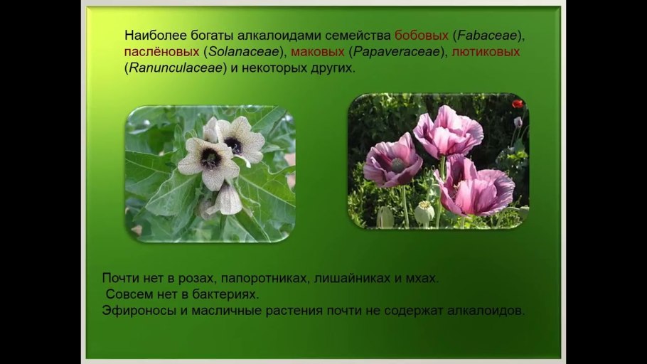 Растения содержащие атропин