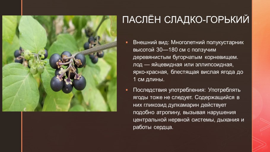 Семейство Пасленовые представители