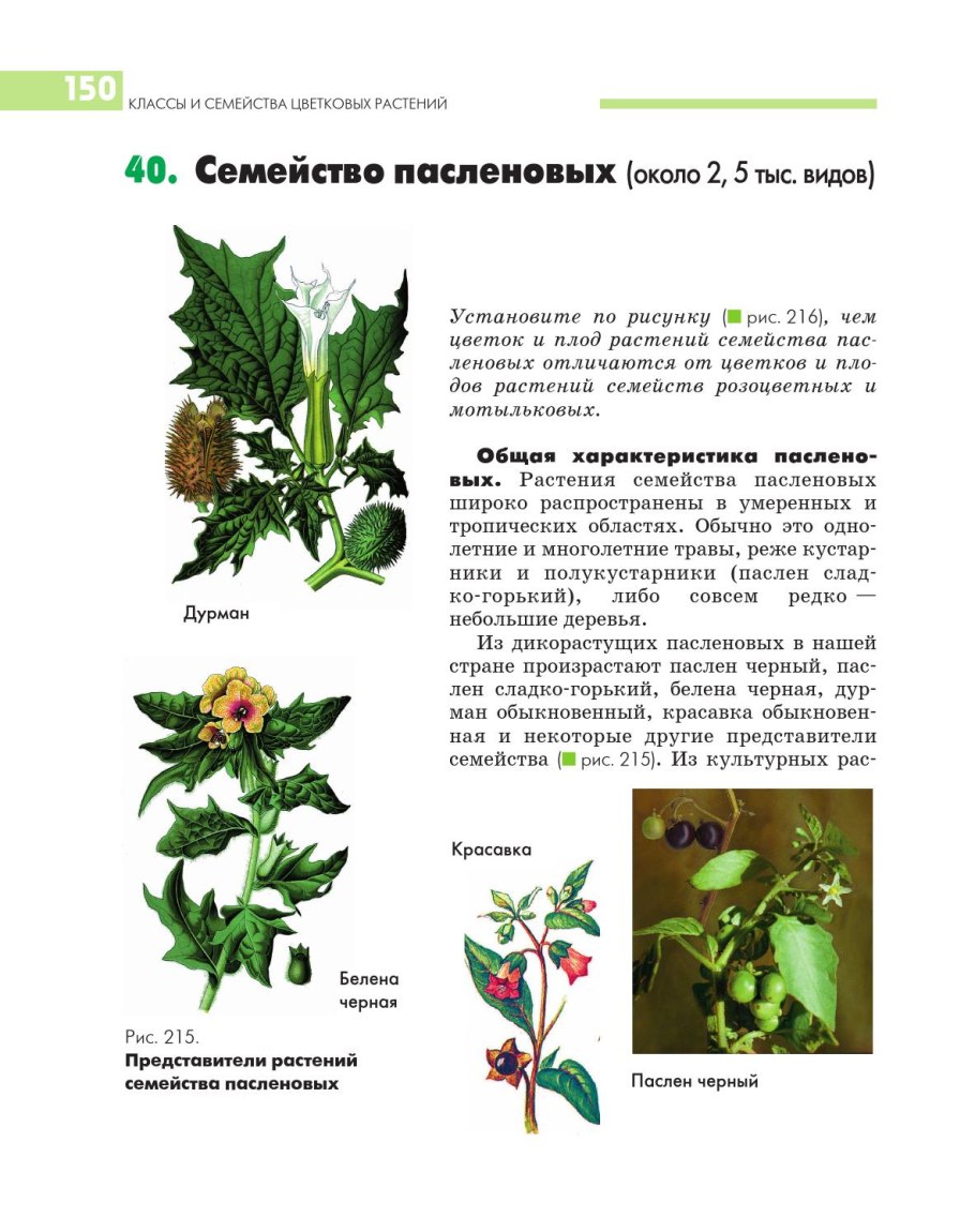 Покрытосеменные Пасленовые