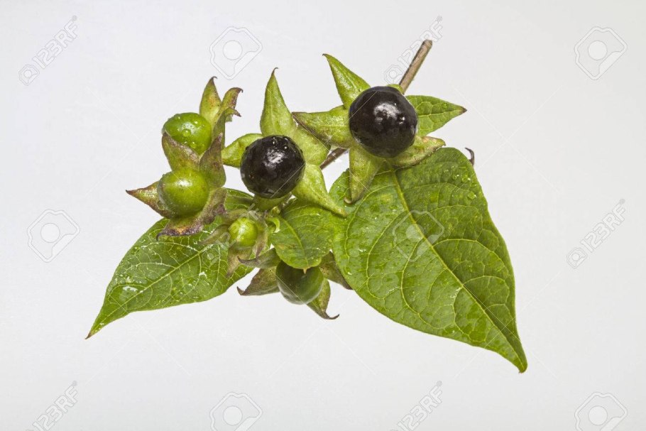 Паслён сладко-Горький