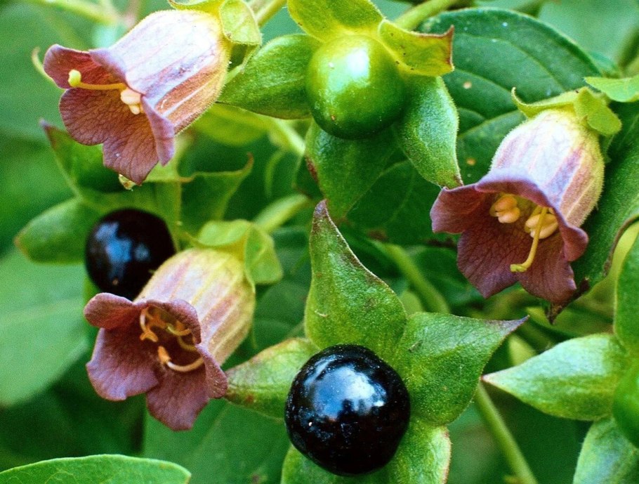 Белладонна обыкновенная ядовитое растение