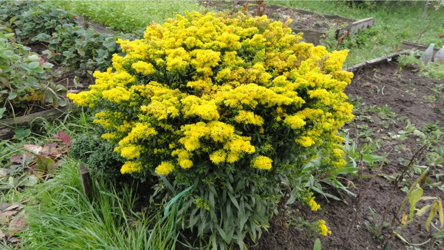 Золотарник (Solidago) «Golden Dwarf»