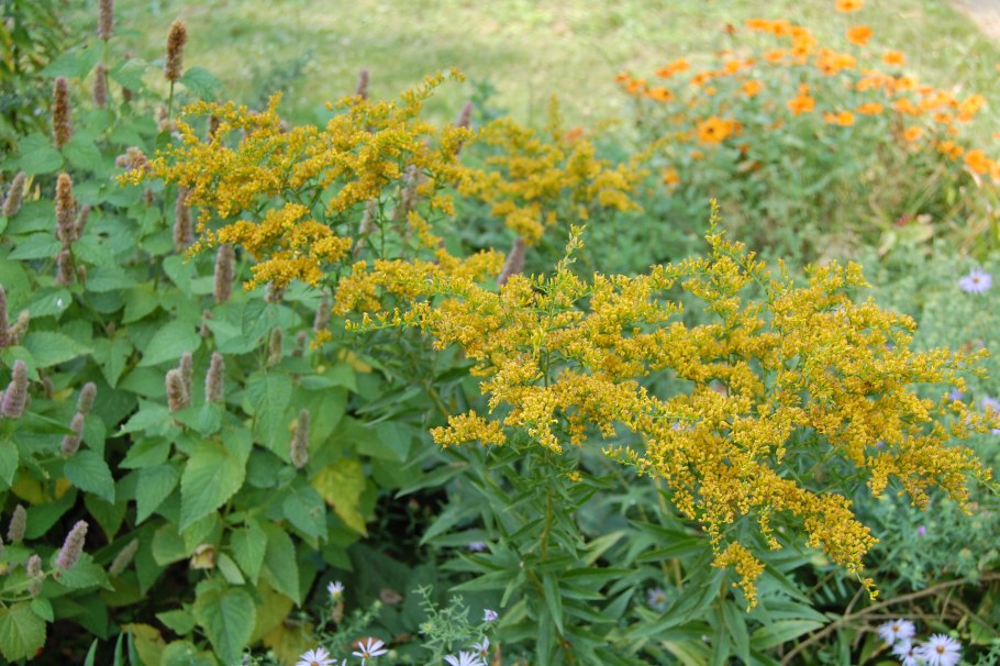 Солидаго канадский (Solidago canadensis `Cloth of Gold`)