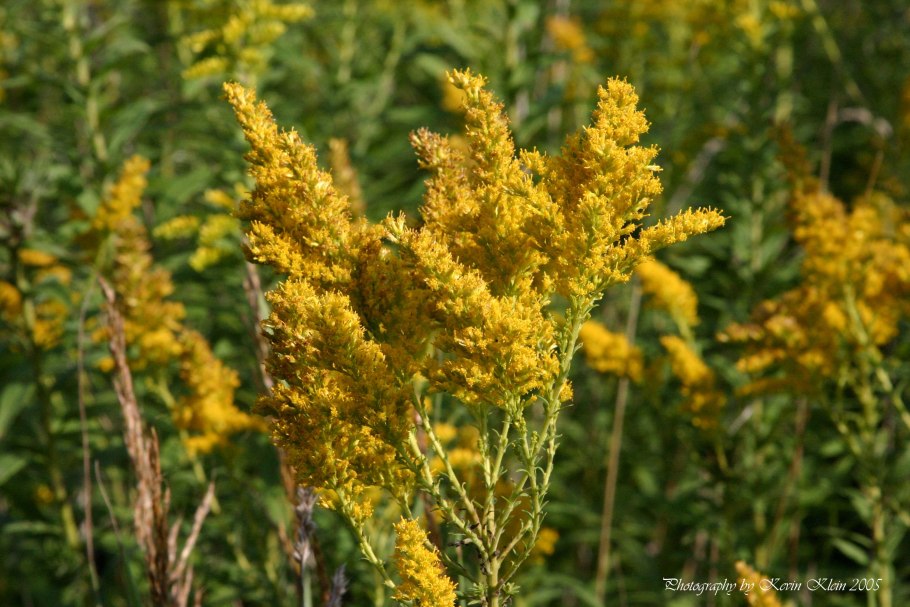 Золотарник канадский (Solidago canadensis)