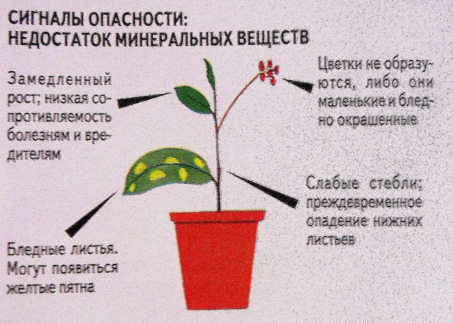 Герань черешковая