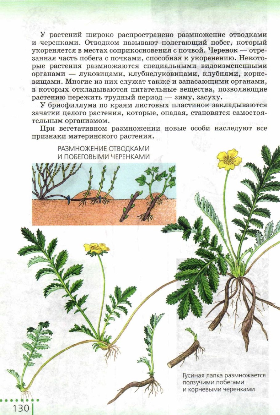 Черенкование герани