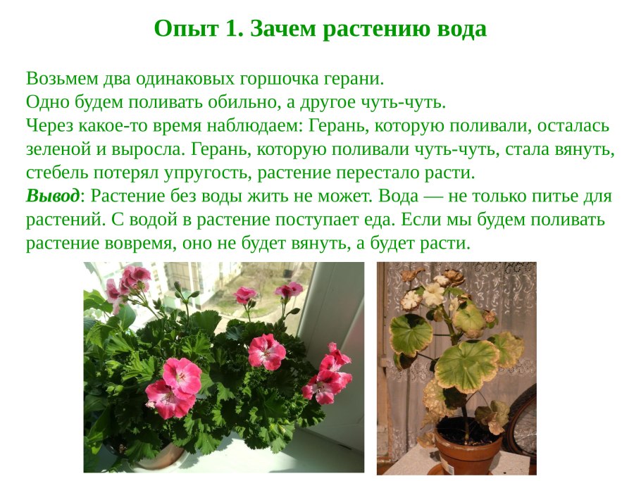 Стеблевые черенки (роза, виноград, Ива, Элодея);