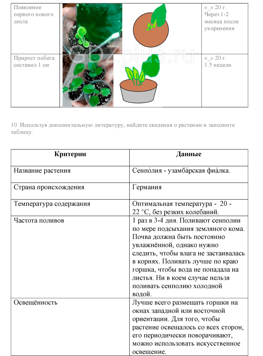 Вегетативное размножение комнатных растений лабораторная