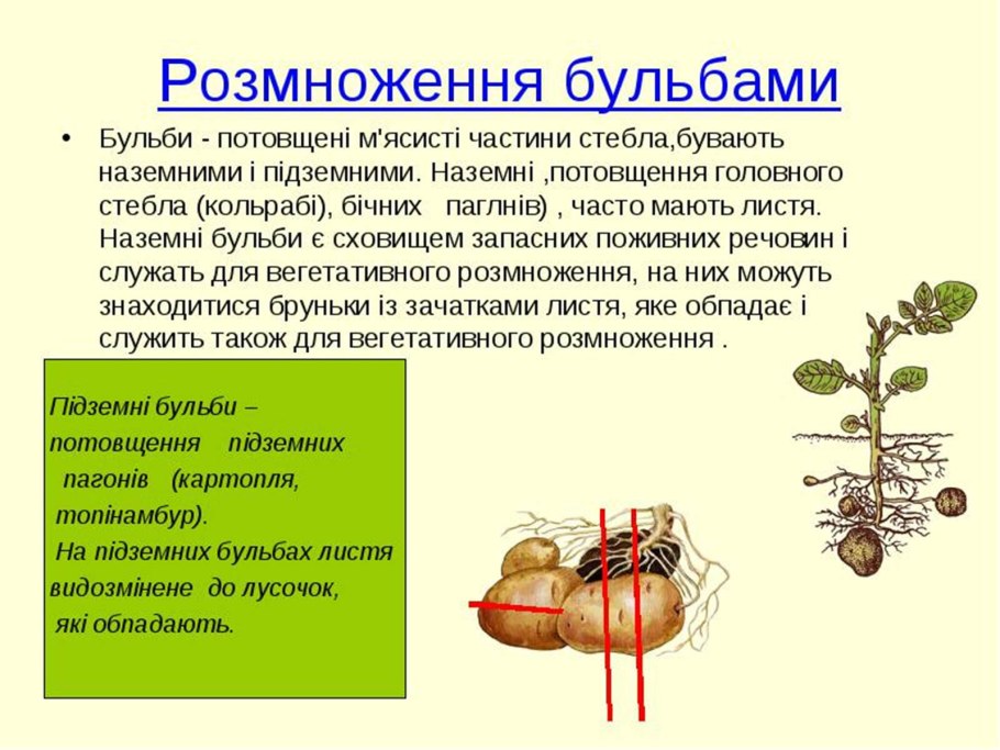 Пеларгония черенкование листом