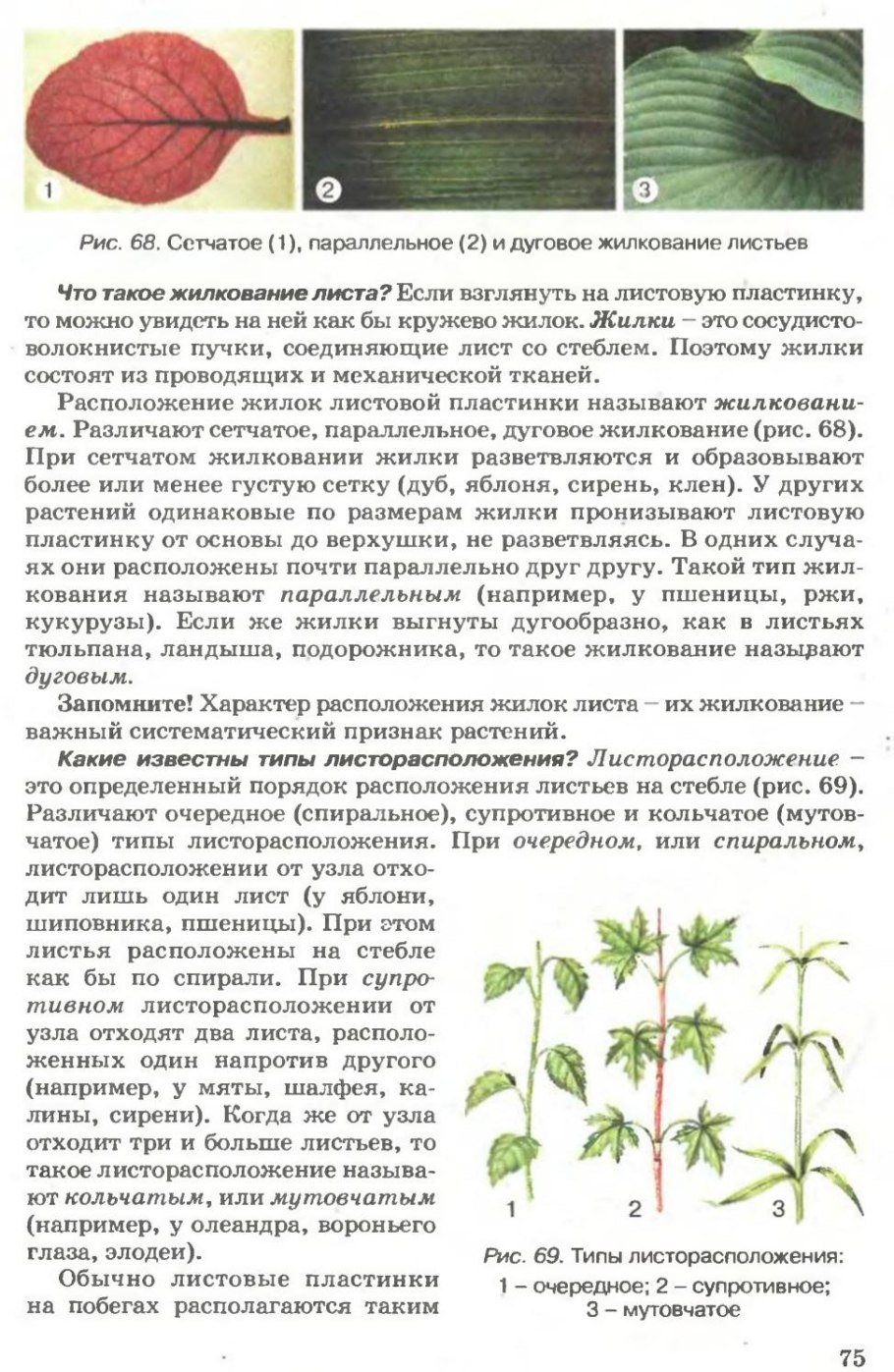 Листорасположение листа каштана