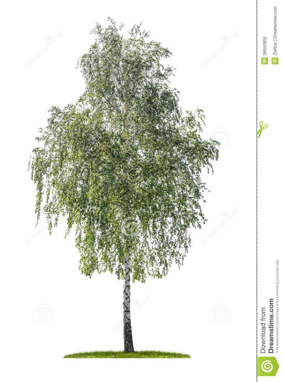 Береза повислая Тристис