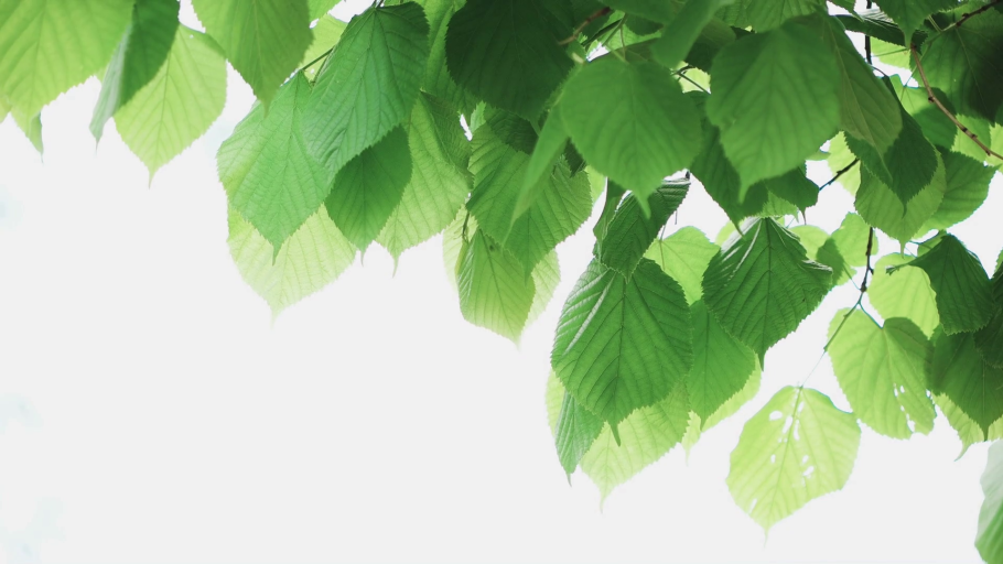 Ветка березы на белом фоне