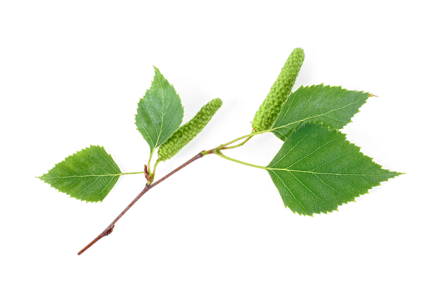 Текстура березы