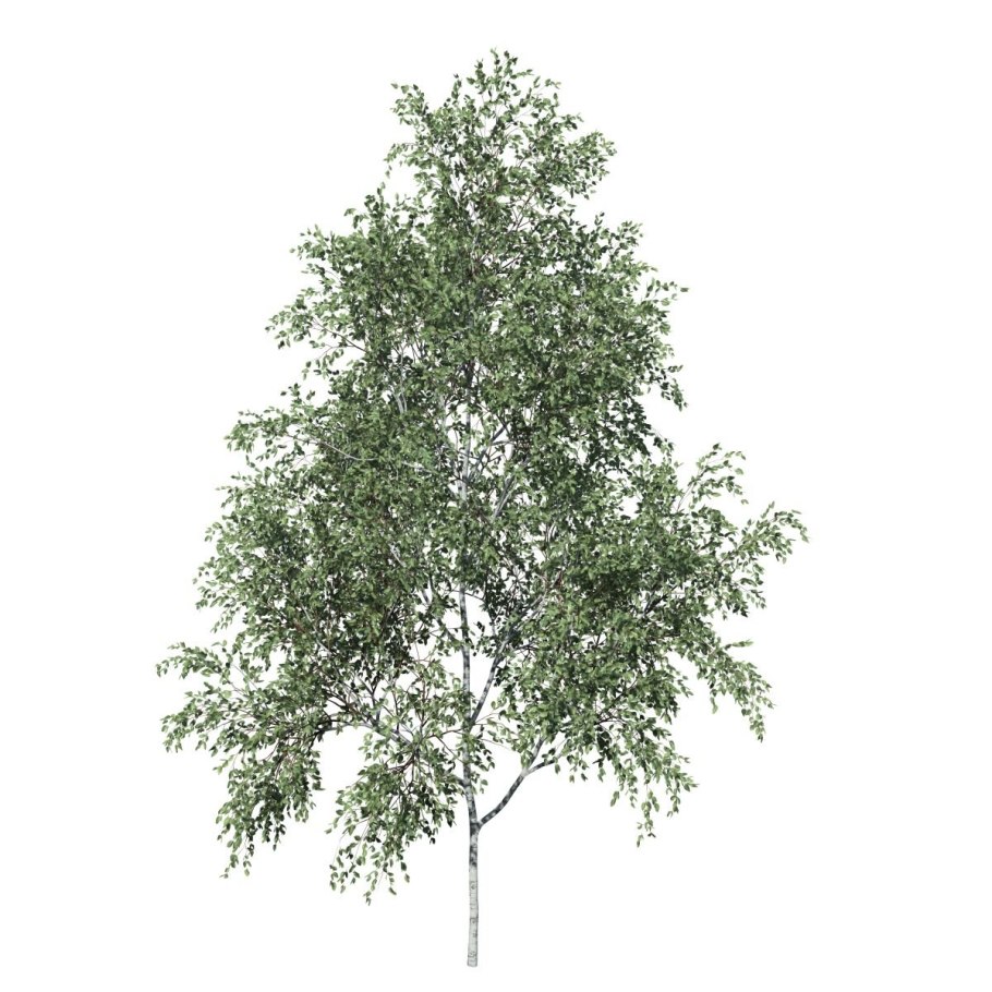 Веточки березы силуэт