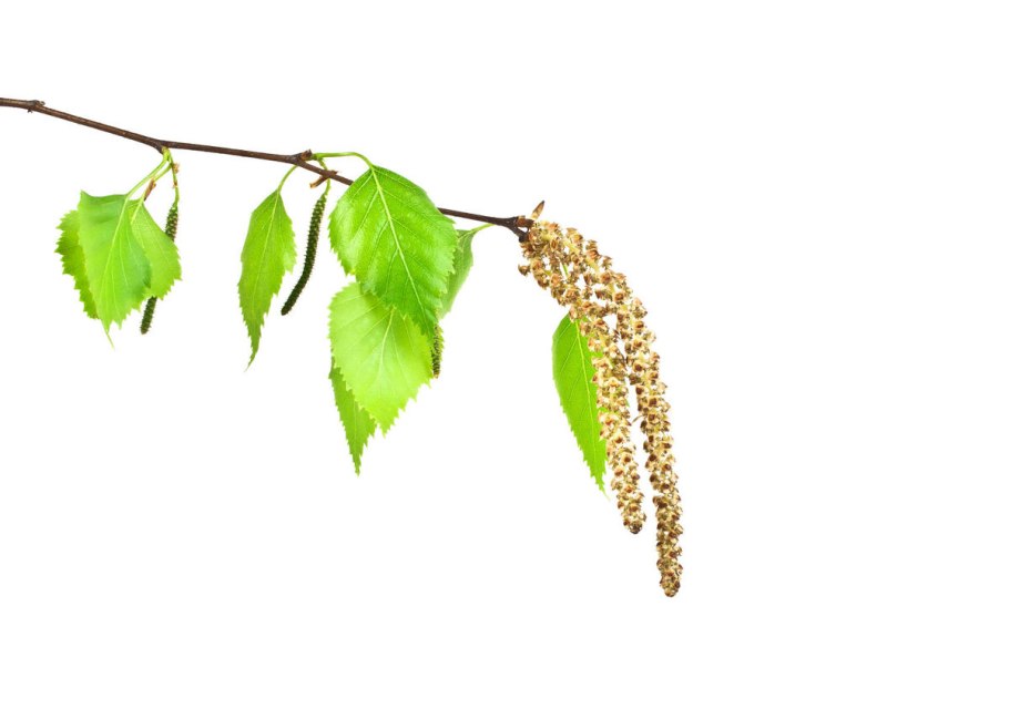 Березовый лист с сережками