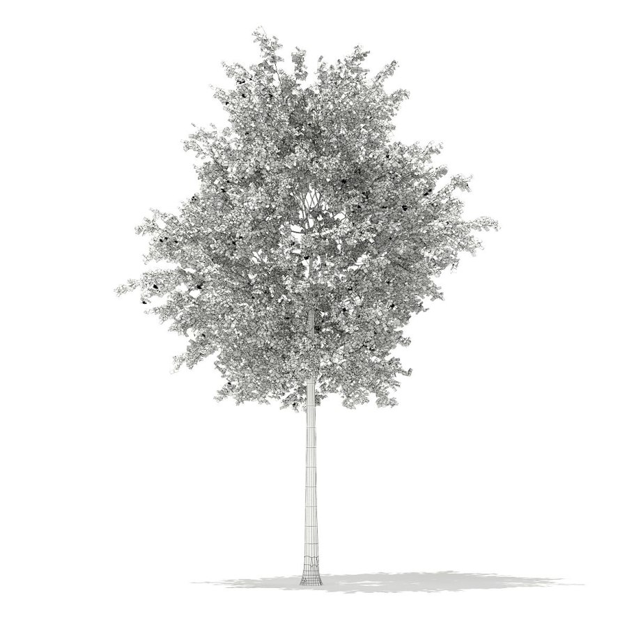 Betula pendula 3d model