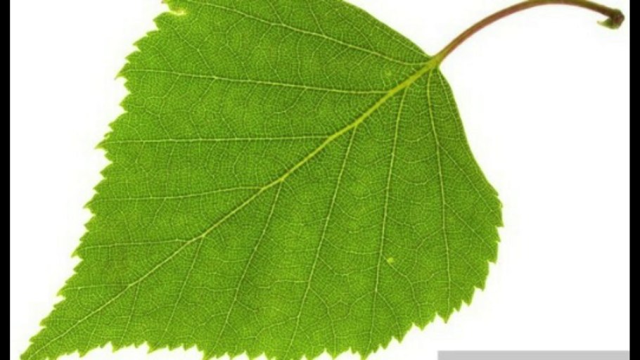 Береза повислая Фармакогнозия