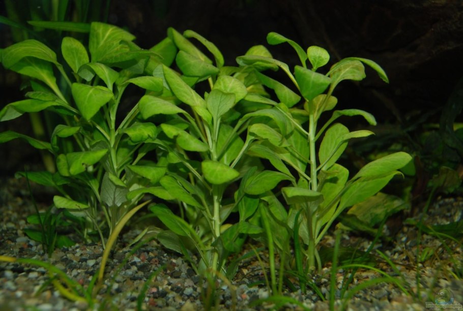 Альтернатера зеленая бетзикиана