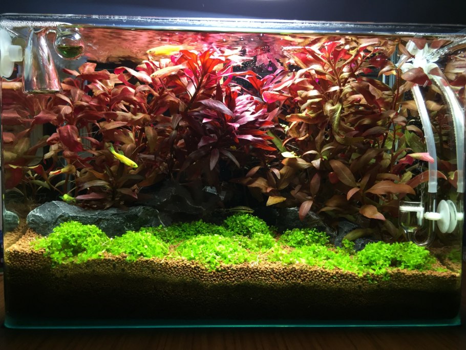 Альтернантера Рейнека мини