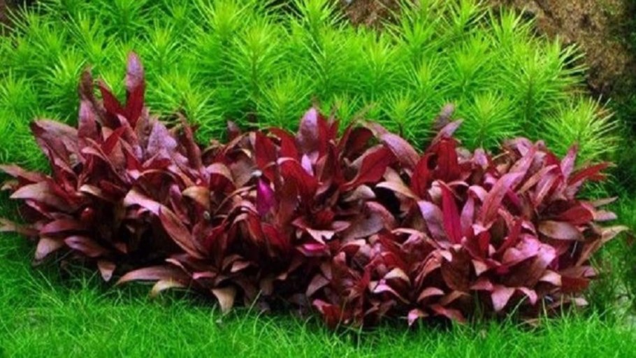 Scarlet Temple (Alternanthera reineckii)