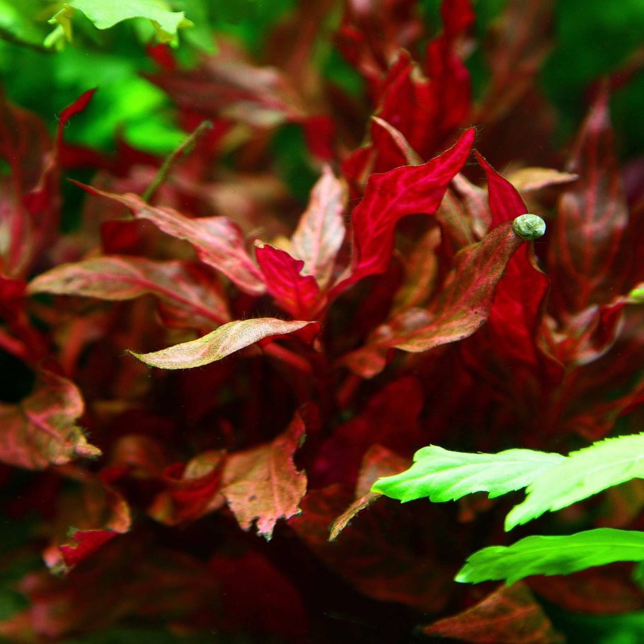 What Plant is suitable for planting in the Aquarium?