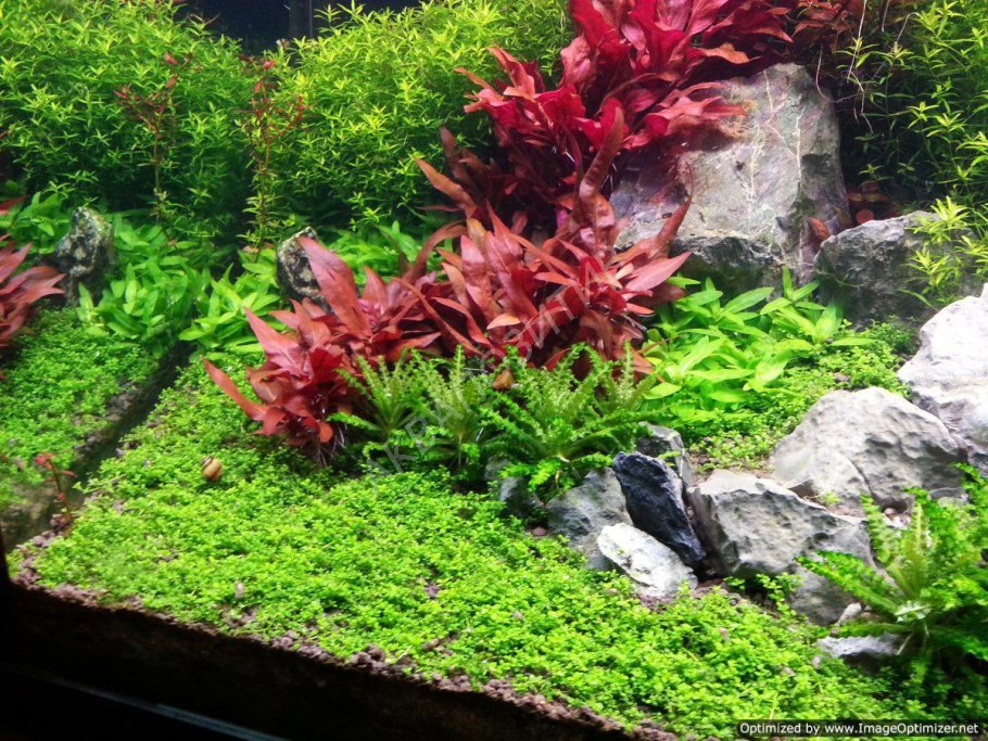 Альтернантера Рейнека розафолия