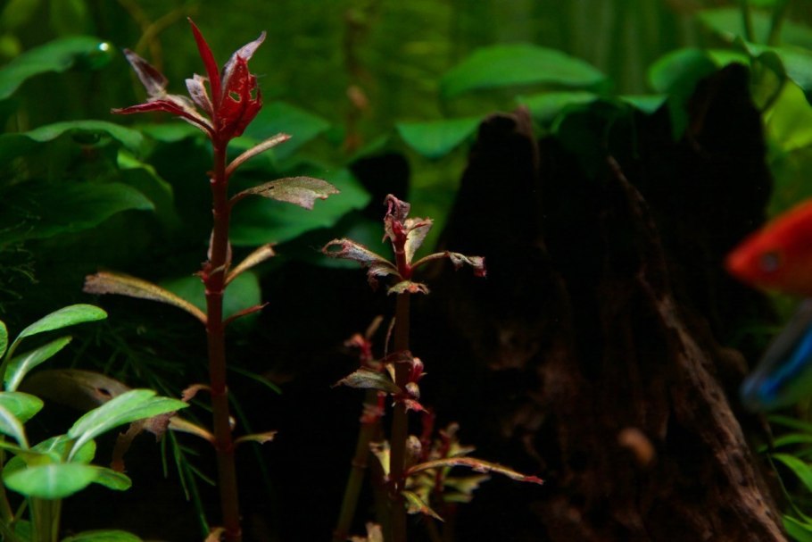 Альтернантера Лилацина Alternanthera lilacina