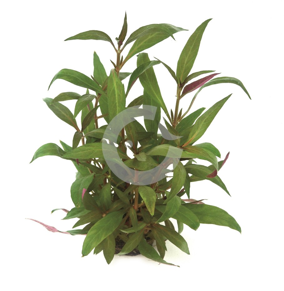 Alternanthera bettzickiana