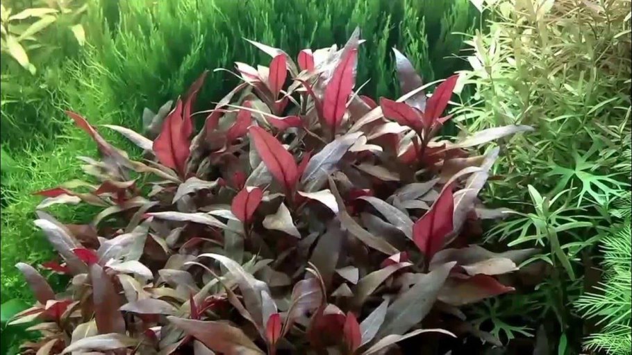 Людвигия палюстрис ред