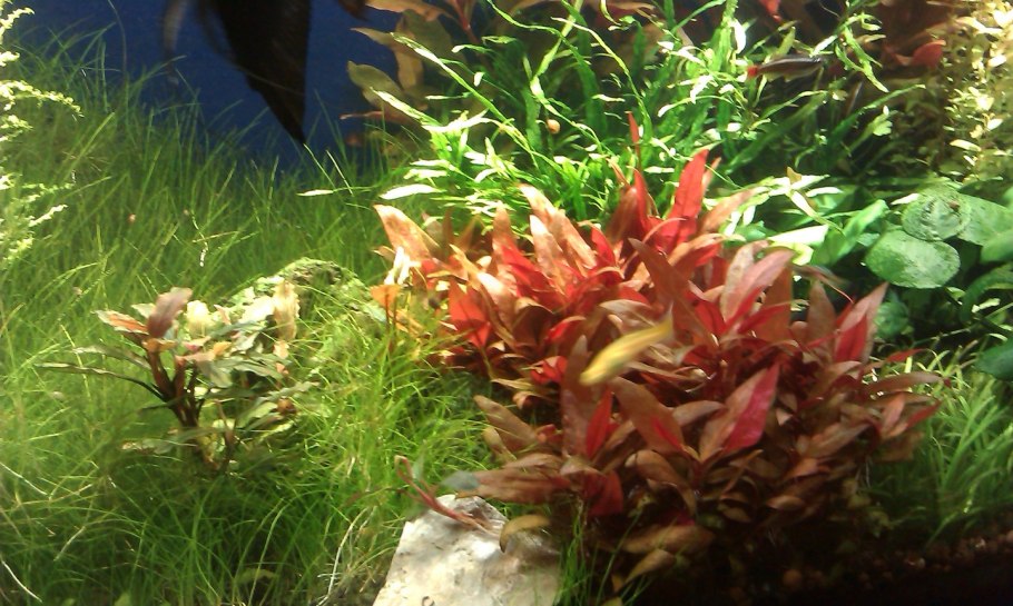 Альтернантера зеленая