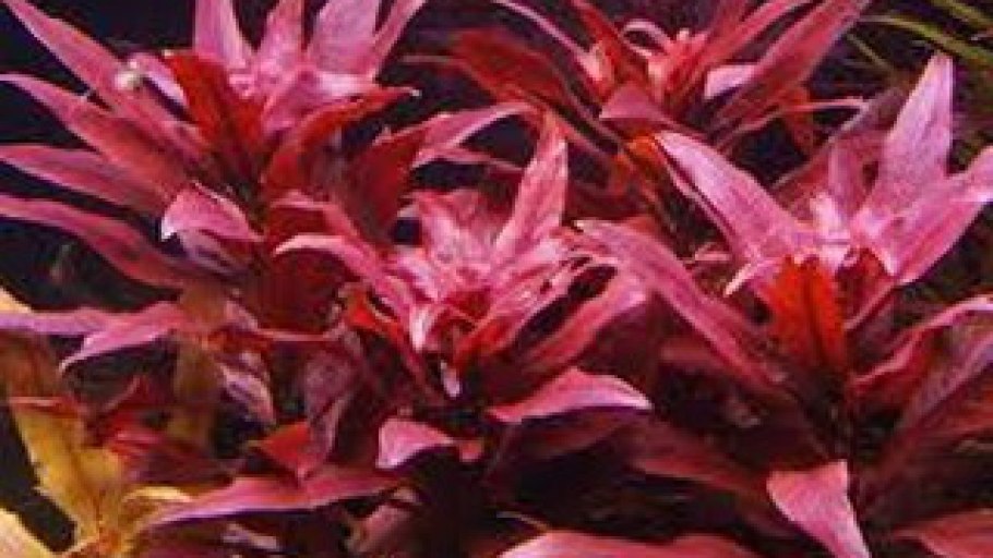 Альтернантера зеленая