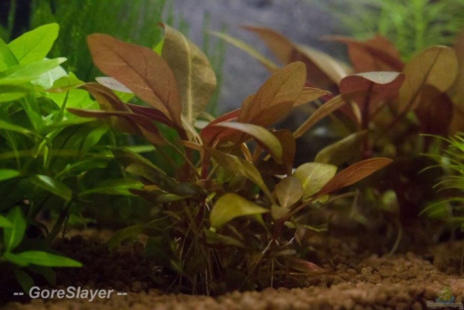 Альтернатера Болотная