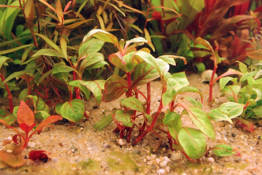 Альтернантера Беттцика аквариумное растение