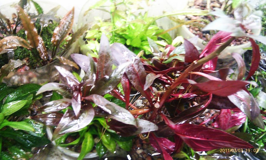 Альтернантера сплендида блестящая