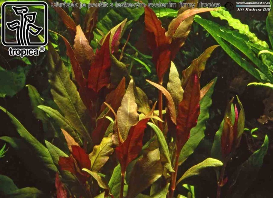 Людвигия перуенсис Алмаз