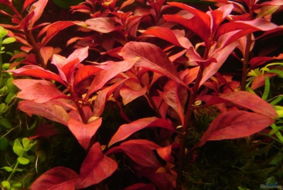 Альтернантера Рейнека (Alternanthera reineckii)