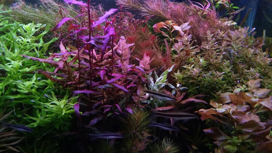 Alternanthera bettzickiana Red