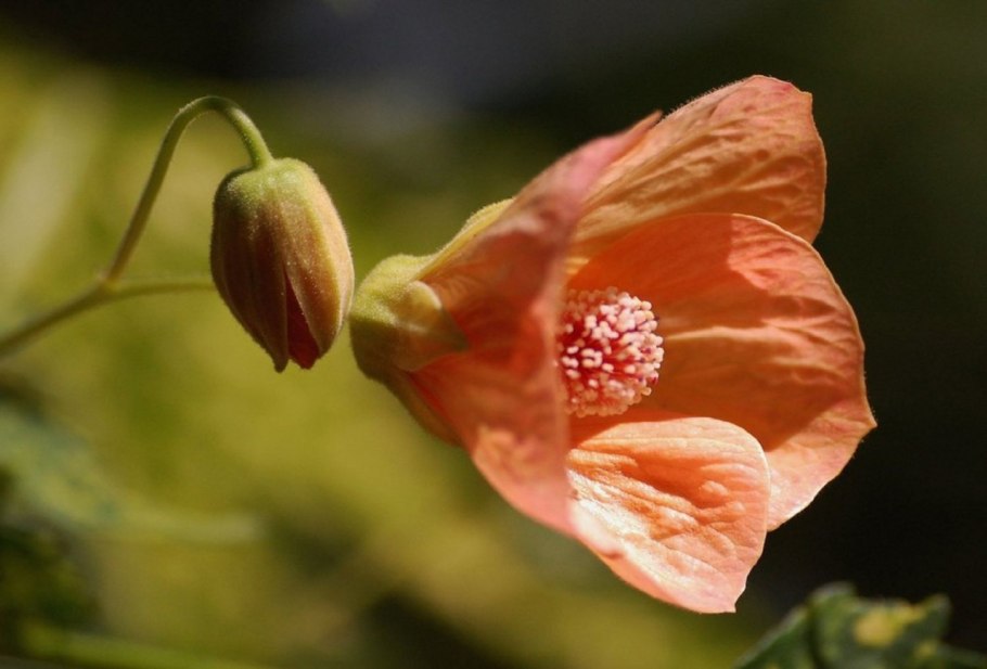 Bella Apricot Shades