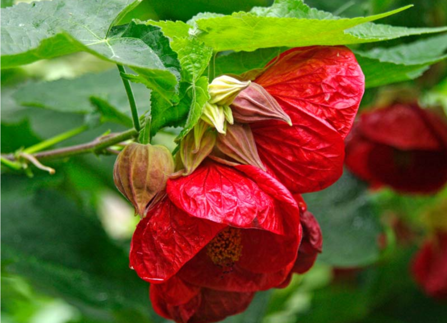 Abutilon x hybridum Red Monarch