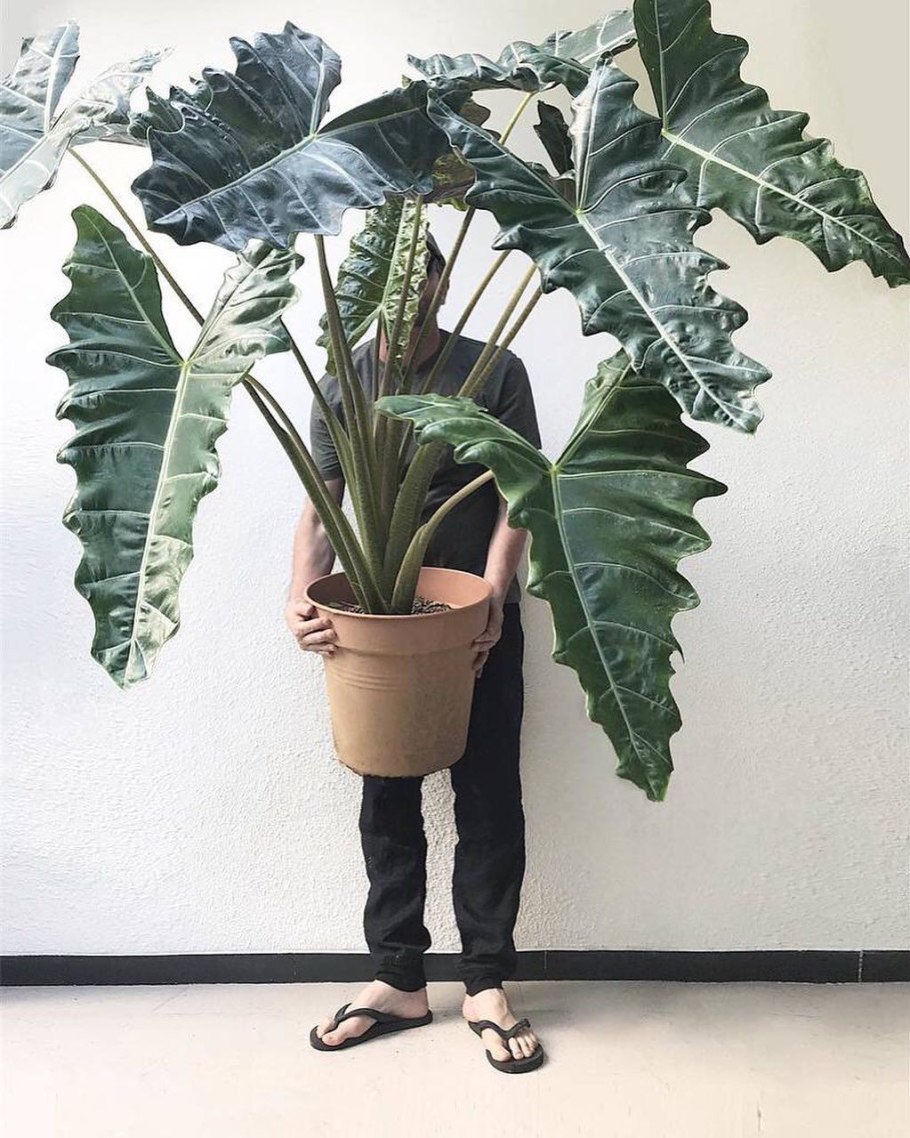 Alocasia Portodoraалоказия Портодора