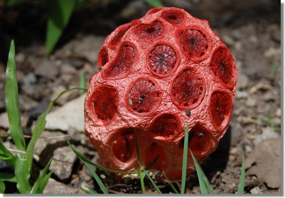 Грип решёточник красный