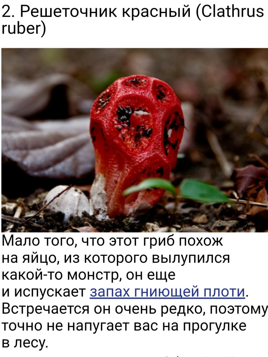 Гриб решеточник красный