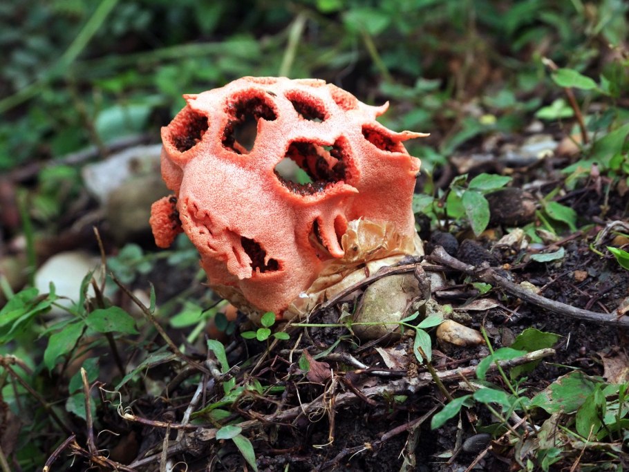 Решёточник красный