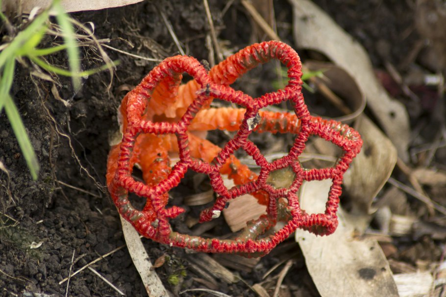 Решеточник красный