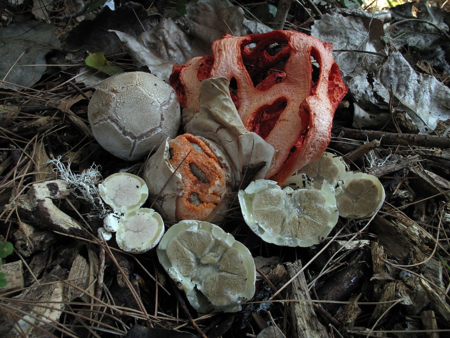 Clathrus ruber