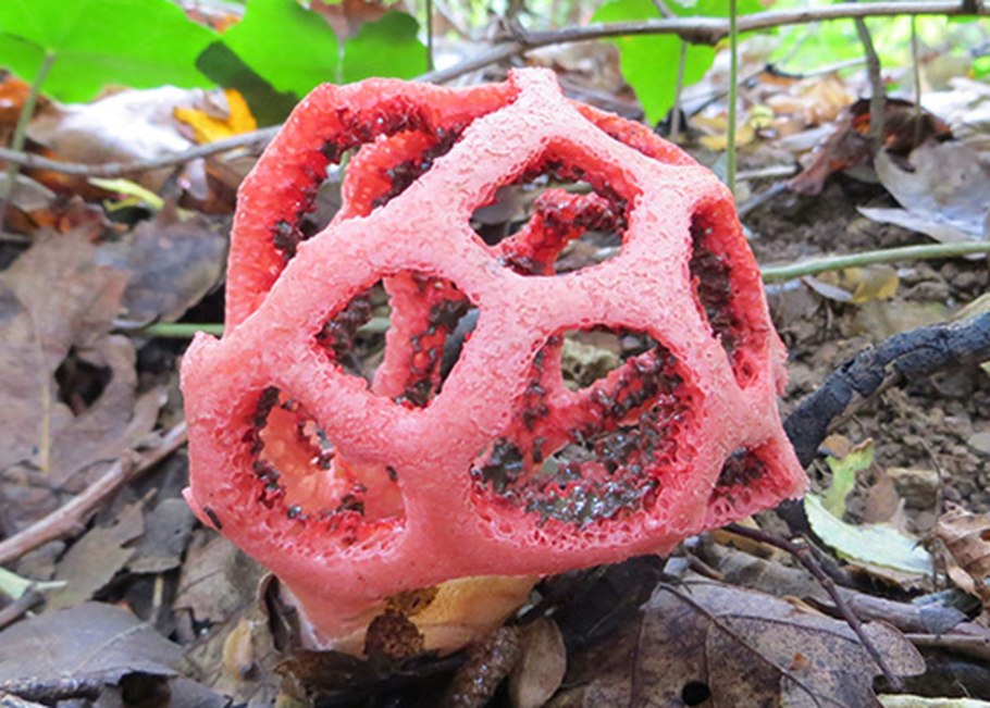 Гриб решеточник красный