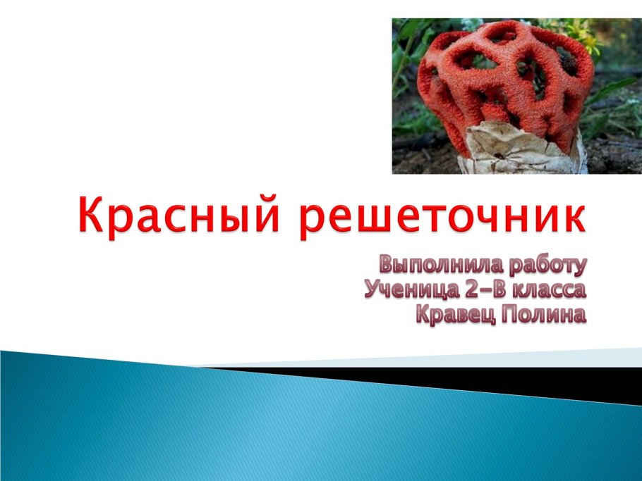 Гриб решеточник красный